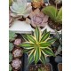 Agave " quadricolor " 22
