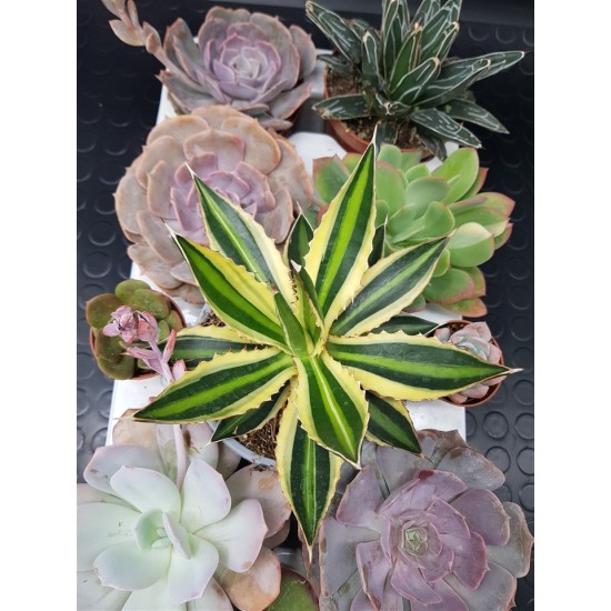 Agave " quadricolor " 22