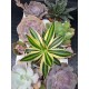 Agave " quadricolor " 22