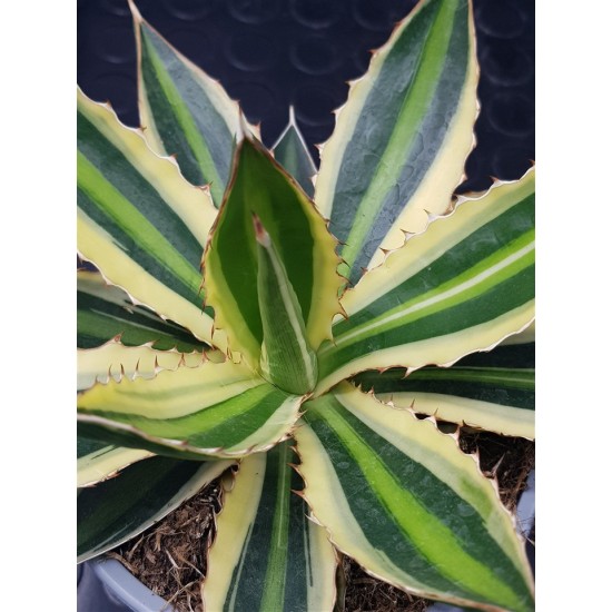 Agave " quadricolor " 22