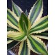 Agave " quadricolor " 22