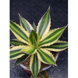 Agave " quadricolor " 22