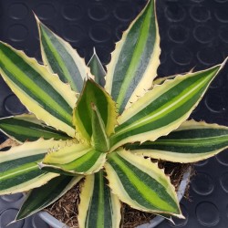 Agave " quadricolor " 22
