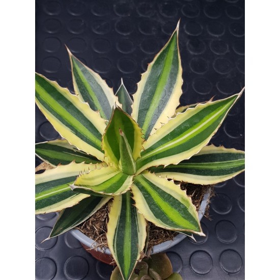 Agave " quadricolor " 22