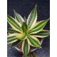 Agave " quadricolor " 22