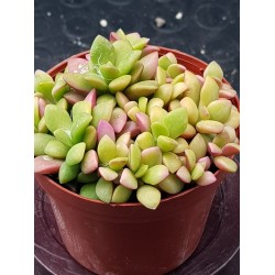 Anacampseros rufescens variegated, rainbow color succulent  γλ.8,5
