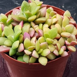 Anacampseros rufescens variegated, rainbow color succulent  γλ.8,5