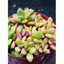 Anacampseros rufescens variegated, rainbow color succulent  γλ.8,5