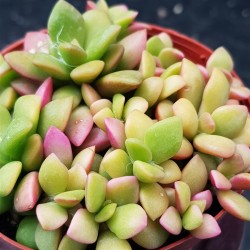 Anacampseros rufescens variegated, rainbow color succulent  γλ.8,5
