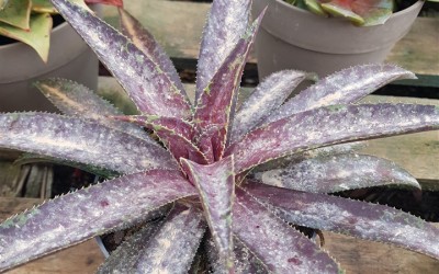 ΠΑΧΥΦΥΤΑ :ΑΦΡΙΚΑΝΙΚΗ ΣΚΟΝΗ .ΟΦΕΛΗ ΑΛΛΑ ΚΑΙ ΑΡΝΗΤΙΚΕΣ ΕΠΙΠΤΩΣΕΙΣ ΣΤΑ ΠΑΧΥΦΥΤΑ ΜΑΣ