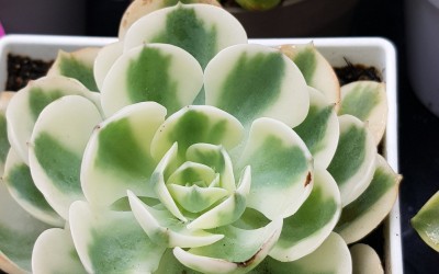 ΠΑΧΥΦΥΤΑ : VARIEGATED , ΛΟΓΟΙ ΓΙΑ ΤΟΥΣ ΟΠΟΙΟΥΣ ΧΑΝΕΤΑΙ  ΣΤΟΥΣ ΚΑΚΤΟΥΣ ΚΑΙ ΣΤΑ  ΠΑΧΥΦΥTΑ