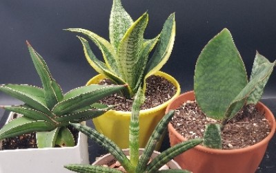 ΠΑΧΥΦΥΤΑ : SANSEVERIA ΈΝΑ ΦΥΤΟ ΠΟΥ ΘΑ ΚΑΘΑΡΊΣΕΙ ΤΗΝ ΑΤΜΌΣΦΑΙΡΑ ΤΟΥ ΣΠΙΤΙΟΎ ΣΑΣ