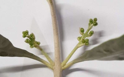 ΕΛΙΑ : ΑΝΘΟΦΟΡΙΑ ΠΡΩΤΟ ΣΤΑΔΙΟ