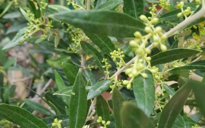 ΕΛΙΑ : ΑΝΘΟΦΟΡΙΑ ΤΡΙΤΟ  ΣΤΑΔΙΟ