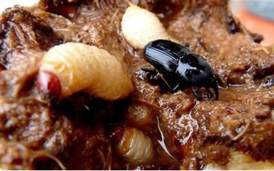 ΠΑΧΥΦΥΤΑ: ΜΑΥΡΟ ΣΚΑΘΑΡΙ ΤΗΣ ΑΓΑΥΗΣ (Agave snout weevil)