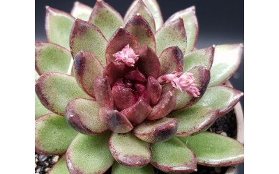 ΠΑΧΥΦΥΤΑ : ECHEVERIAS BLACK ROSE (Video)