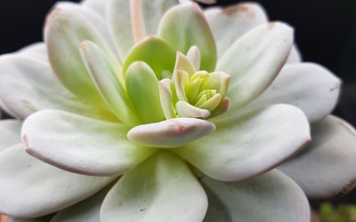 ΠΑΧΥΦΥΤΑ : ECHEVERIA LAUI