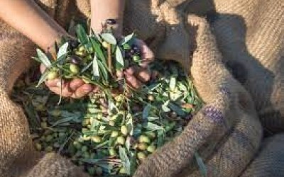 ΕΛΙΑ : ΠΟΙΟΣ ΕΙΝΑΙ Ο ΣΩΣΤΟΣ ΧΡΟΝΟΣ ΣΥΛΛΟΓΗΣ ΕΛΑΙΟΚΑΡΠΟΥ ?