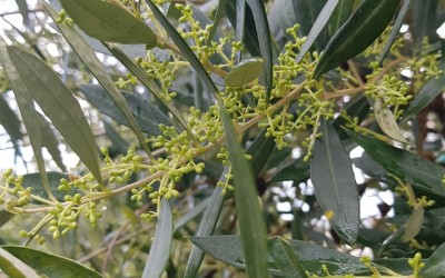 ΕΛΙΑ: ΑΝΘΟΦΟΡΙΑ ΔΕΥΤΕΡΟ ΣΤΑΔΙΟ