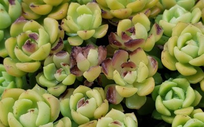 ΠΑΧΥΦΥΤΑ: ΘΕΡΜΙΚΟ ΣΤΡΕΣ ΣΤΑ ΦΥΤΑ ΚΑΙ ΧΡΗΣΗ ΓΛΥΚΙΝΗΣ-ΜΠΕΤΑΊΝΗΣ