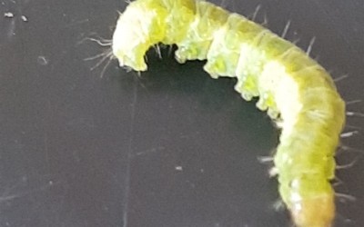 ΠΑΧΎΦΥΤΑ : ΚΑΜΠΙΑ ΠΟΥ ΠΡΟΣΒΑΛΕΙ ΤΑ ΠΑΧΎΦΥΤΑ  , (Phytometra gamma -πλουζια )