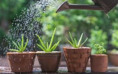 ΠΑΧΥΦΥΤΑ :  ΣΩΣΤΟ ΠΟΤΙΣΜΑ - ΦΡΟΝΤΙΔΑ ΠΑΧΎΦΥΤΩΝ