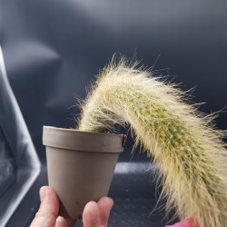 Cleistocactus colademononis , « ουρά πιθήκου » ( ένα στέλεχος )   γλ.12