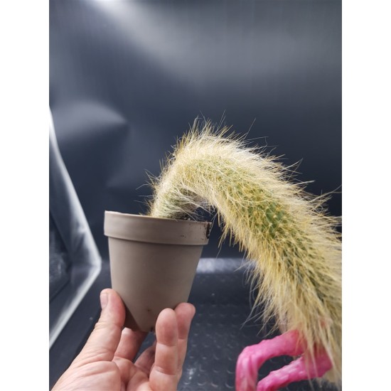 Cleistocactus colademononis , « ουρά πιθήκου » ( ένα στέλεχος )   γλ.12