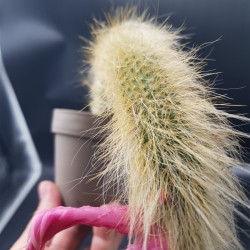 Cleistocactus colademononis , « ουρά πιθήκου » ( ένα στέλεχος )   γλ.12