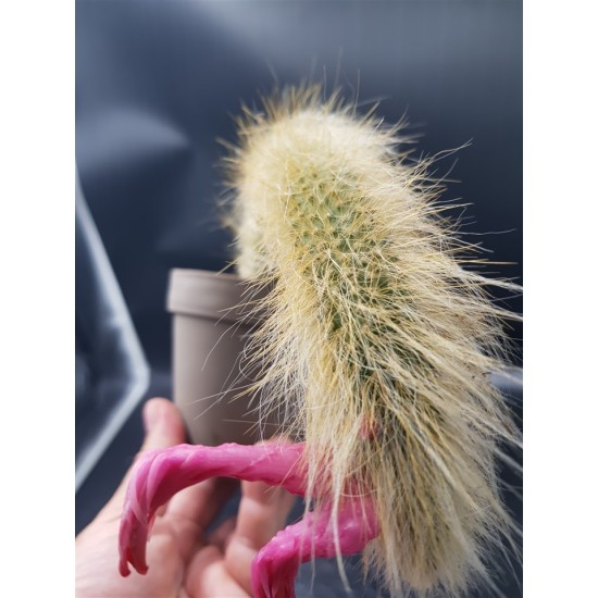 Cleistocactus colademononis , « ουρά πιθήκου » ( ένα στέλεχος )   γλ.12