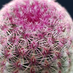 Echinocereus rigidissimus ( Rainbow Cactus ) γλ. 8,5