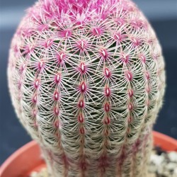 Echinocereus rigidissimus ( Rainbow Cactus ) γλ. 8,5