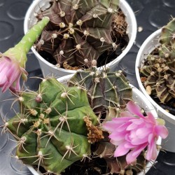 Gymnocalycium mihanovichii γλ. 8,5 