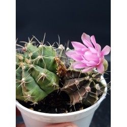 Gymnocalycium mihanovichii γλ. 8,5 