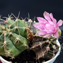 Gymnocalycium mihanovichii γλ. 8,5 