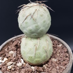 Tephrocactus geometricus δύο κεφάλια  12