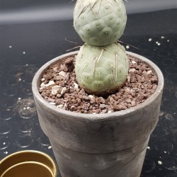 Tephrocactus geometricus δύο κεφάλια  12
