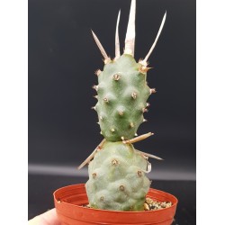 Tephrocactus articulatus var.papyracanthus (Paper Spine Cactus) γλ.8,5