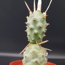 Tephrocactus articulatus var.papyracanthus (Paper Spine Cactus) γλ.8,5