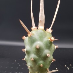 Tephrocactus articulatus var.papyracanthus (Paper Spine Cactus) γλ.8,5