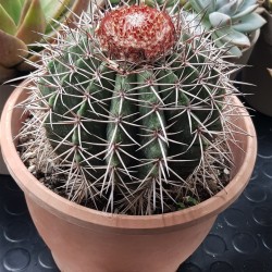 Melocactus "metanzanus" 13  ( μοναδίκο φυτό -unique )