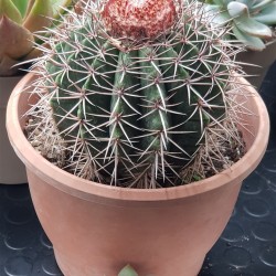 Melocactus "metanzanus" 13  ( μοναδίκο φυτό -unique )