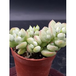 Cotyledon "pendens" 5,5