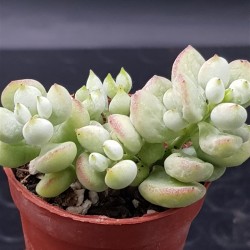 Cotyledon "pendens" 5,5