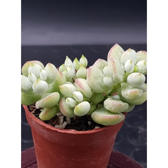 Cotyledon "pendens" 5,5