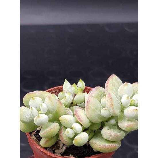 Cotyledon "pendens" 5,5