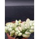Cotyledon "pendens" 5,5