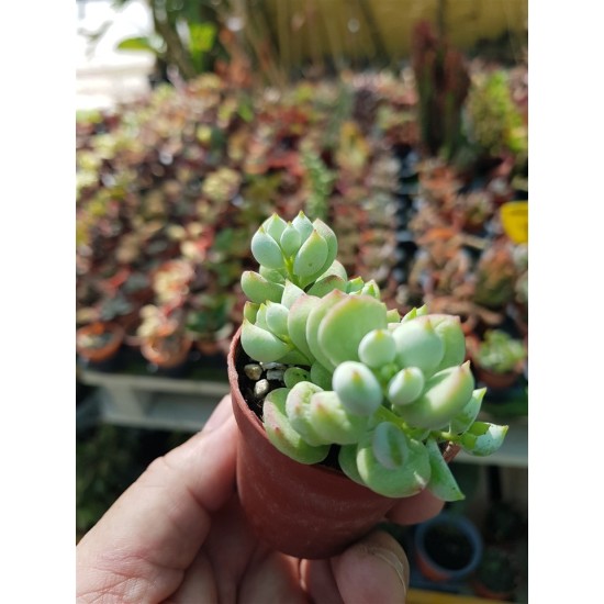 Cotyledon "pendens" 5,5