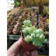 Cotyledon "pendens" 5,5