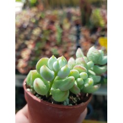 Cotyledon "pendens" 5,5